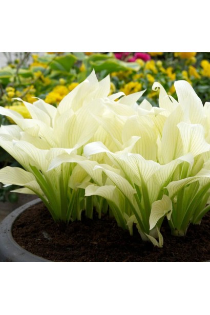 Hosta White Feather